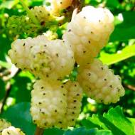 Саджанець Шовковиця Біла Медова в контейнері